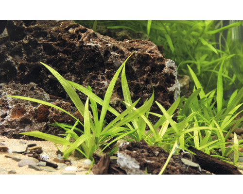 Dwergmoerasbloem - Helanthium bolivianum Quadricostatus In-Vitro