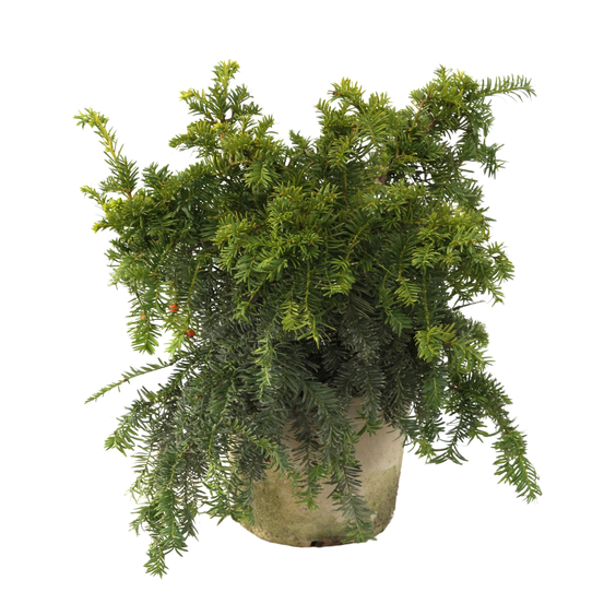 Taxus baccata Repandens Aurea H : 30/40 cm, ctr 4L