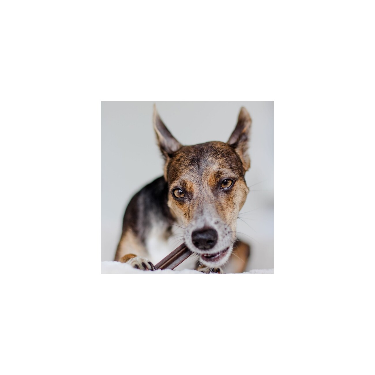 Bellfor Dental Sticks für Hunde - 100g