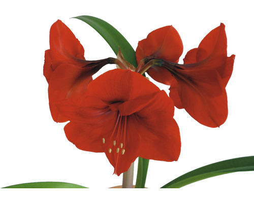 Amaryllis, Knight's Star MIX FloraSelf Hippeastrum Ø 17 cm pot 2-3 bloemen