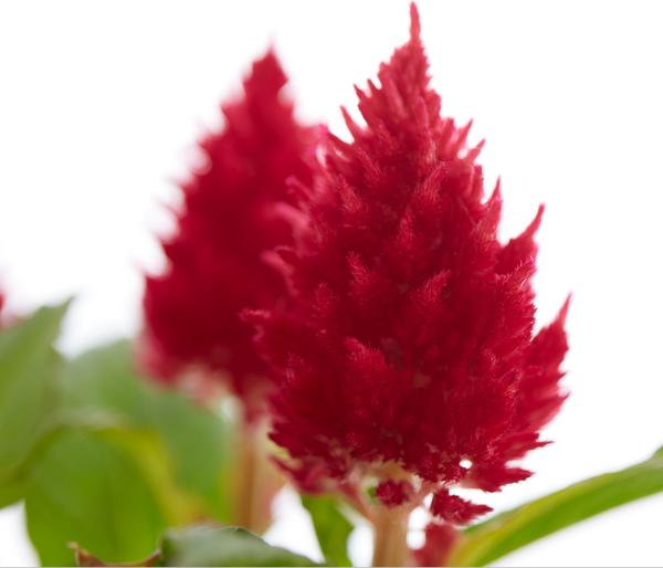 Federbusch, verschiedene Farben