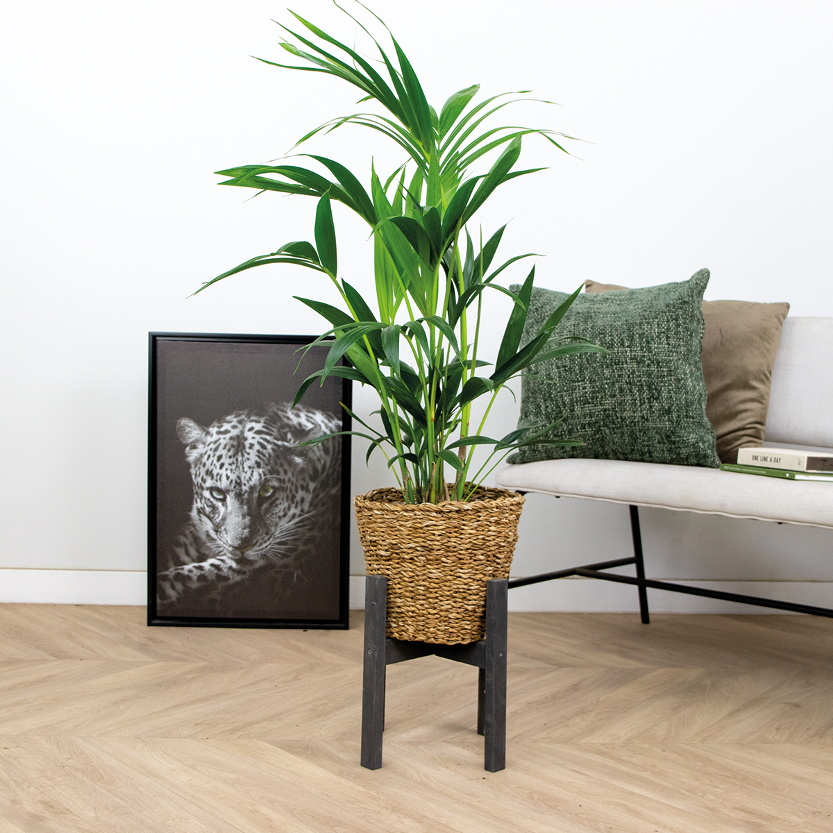 Howea forsteriana incl seagrass basket - palmier kentia - purificateur d'air - ⌀19 cm - ↕90-100 cm