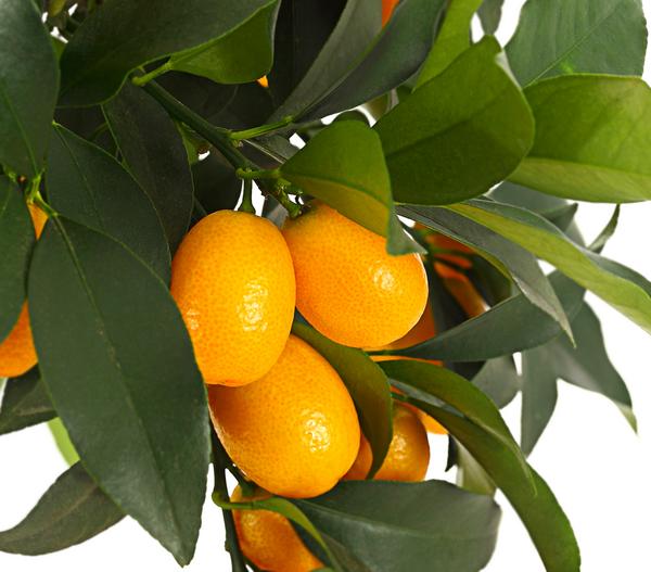 Kumquat