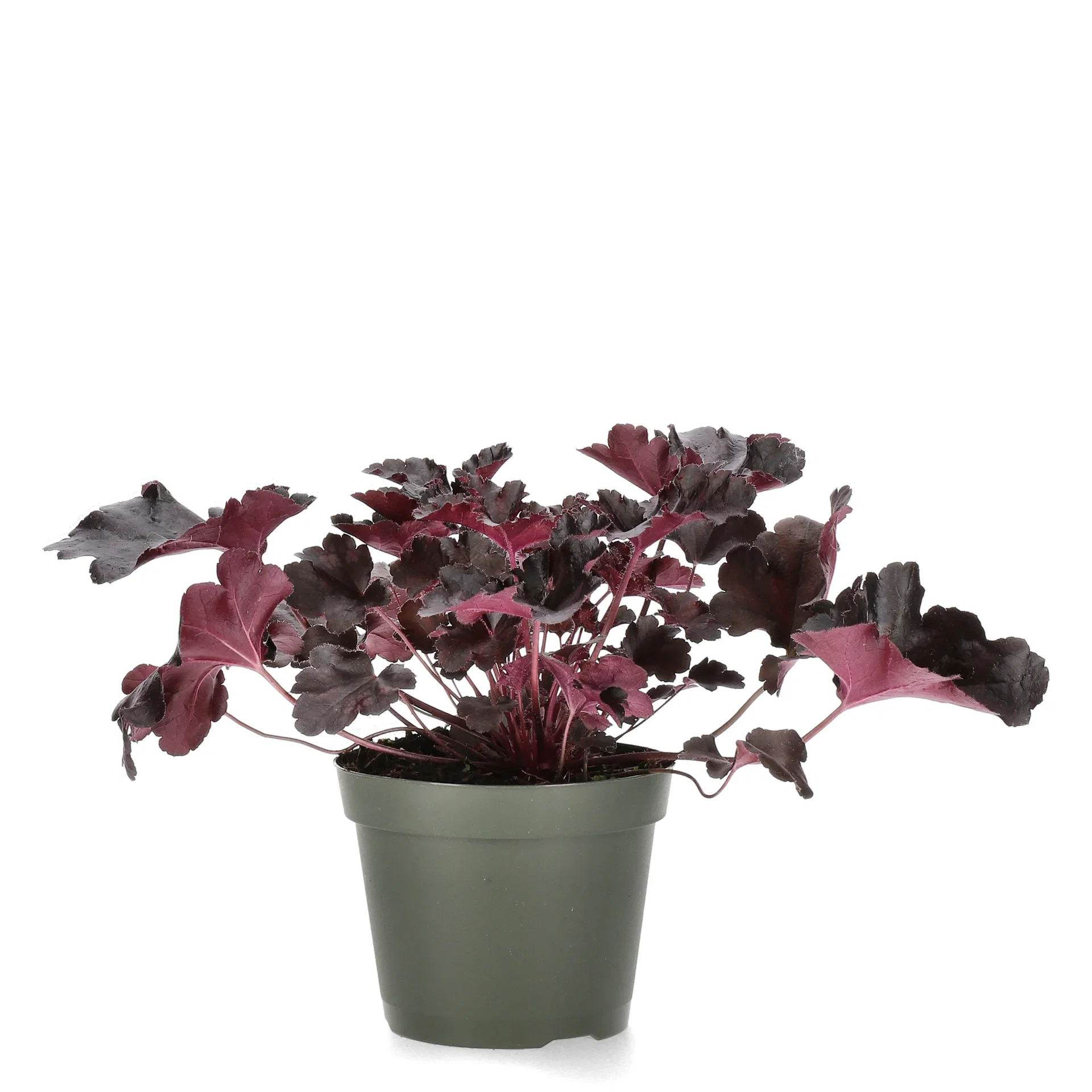 Heuchera Black Alunrot Ø15 cm