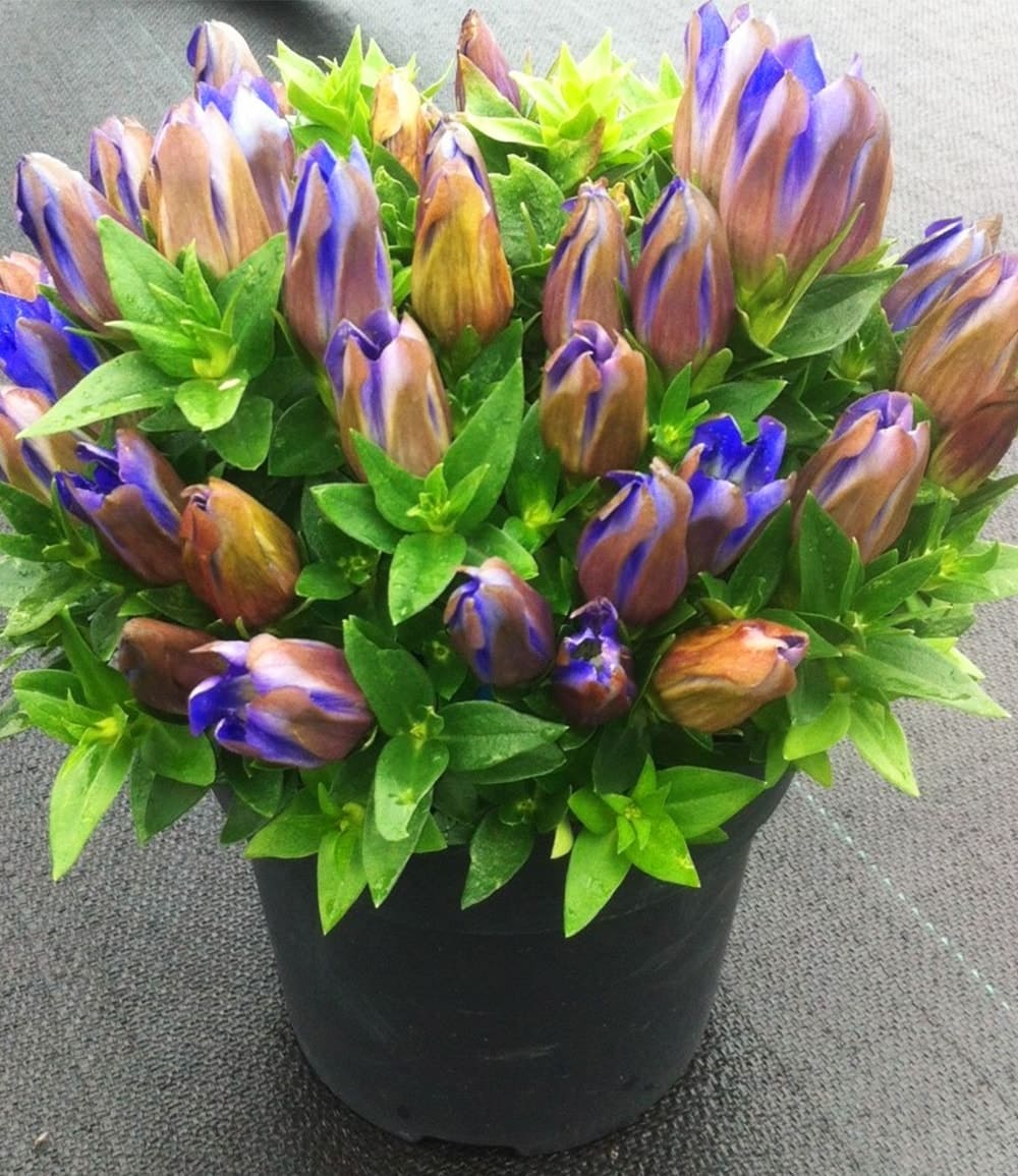 Enzian 'Rocky Blue'