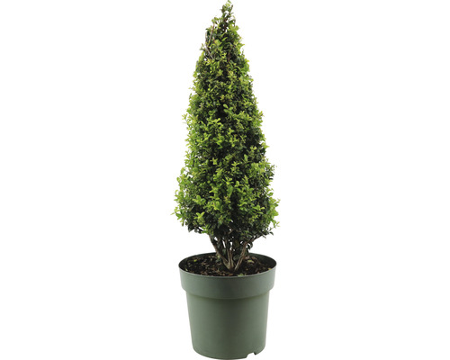 Berg Ilex Pyramide Ilex crenata 'Caroline Upright' H 50-55 cm Co 3.5 L vrouwelijke variëteit