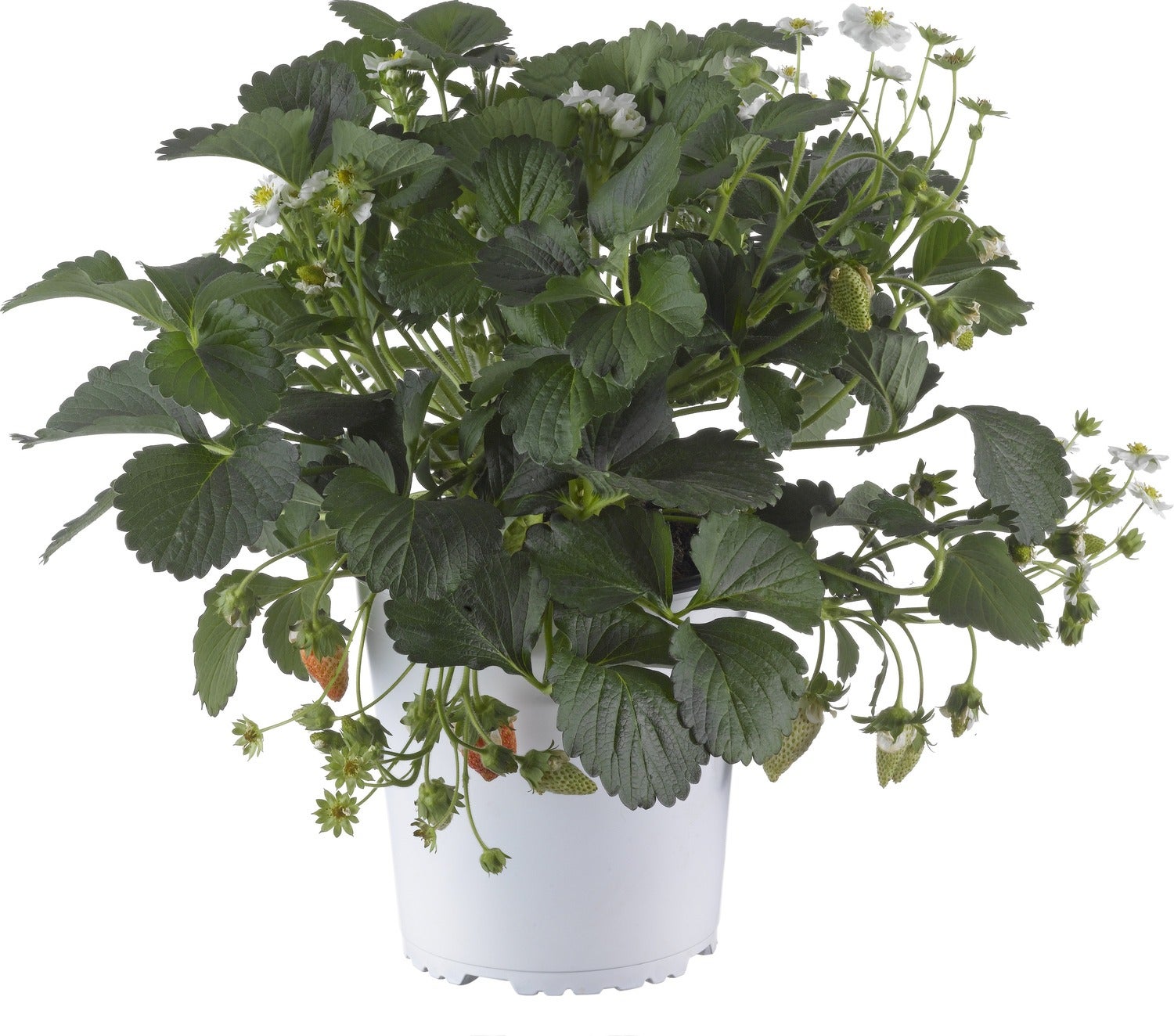 Aardbei (Fragaria 'Summer Breeze Snow') D 13 H 10 cm