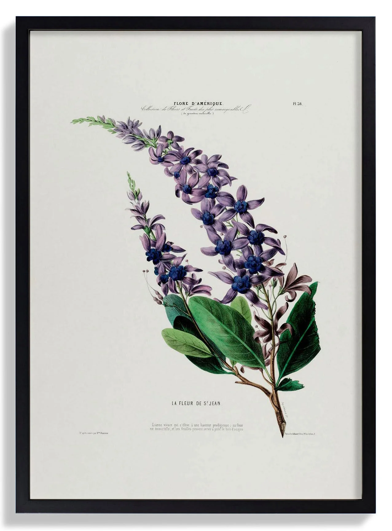 La Fleur De St Jean