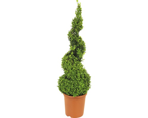Buxusspiraal FloraSelf Buxus sempervirens H 70-75 cm Co 5 L