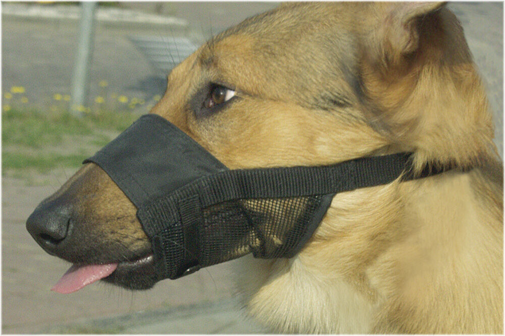 BEEZTEES Nylon - Veiligheidsmuilband Hond - zwart - 10 cm