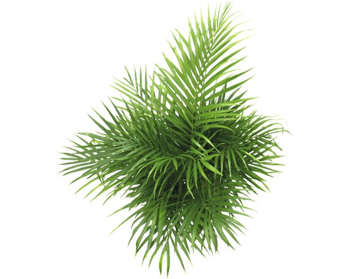 Kamerplanten Groen Mix FloraSelf H 120-140 cm Ø 24 cm Pot diverse soorten 1 st.