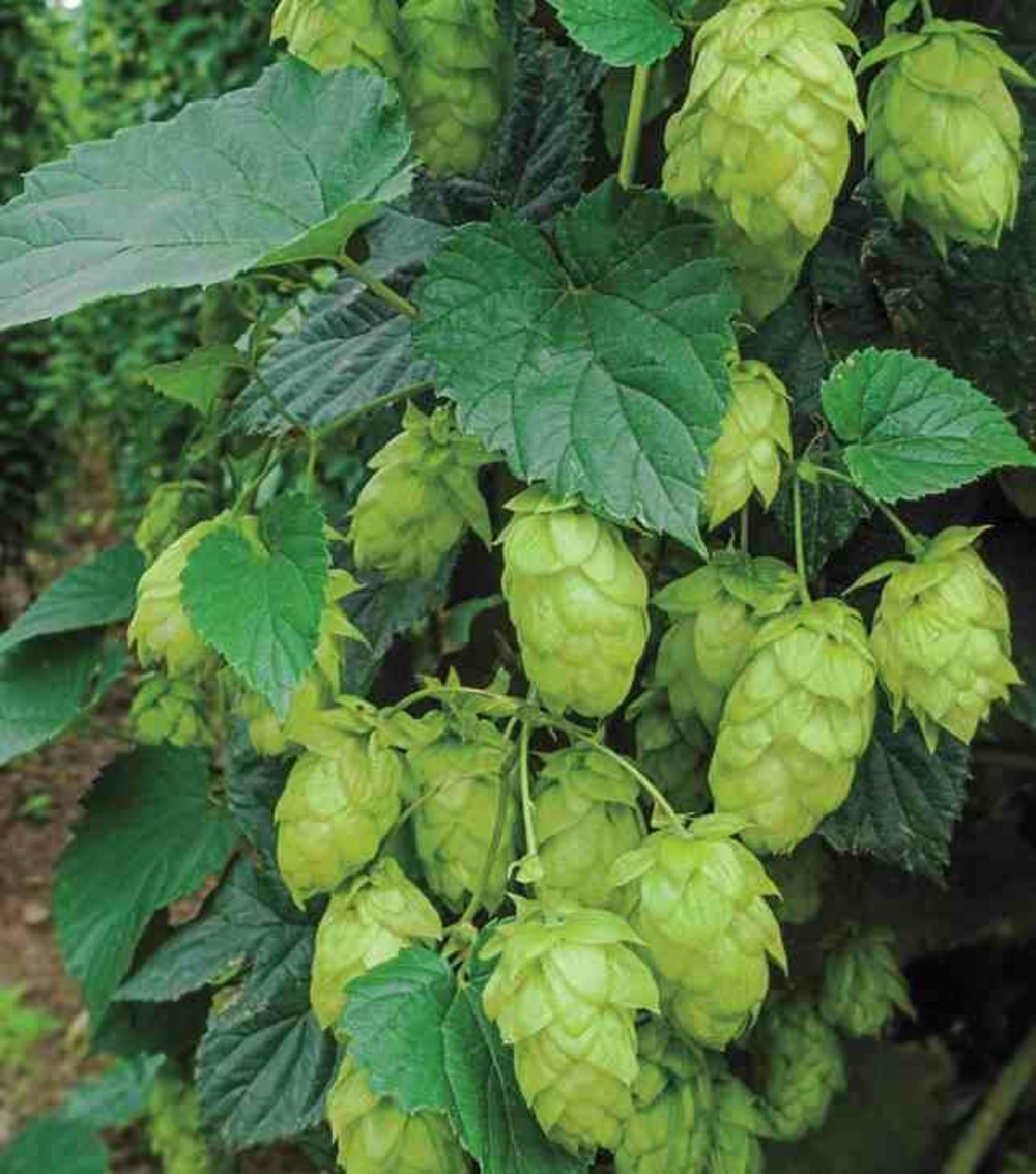 Humulus lupulus (houblon) taille pot de 2 litres - 20/40 cm - vert