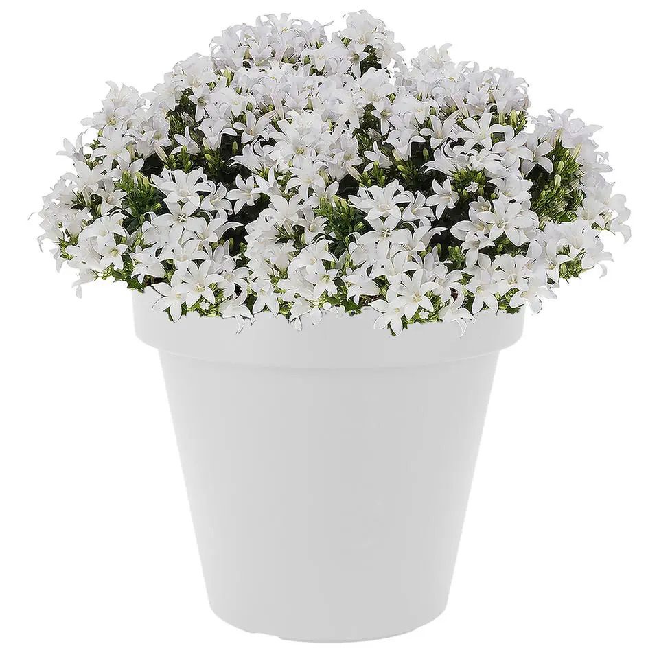 Prosperplast Bloempot - D25 x H23 cm - wit - kunststof