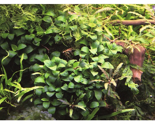 Kleinste dwergspeerblad - Anubias nana Bonsai