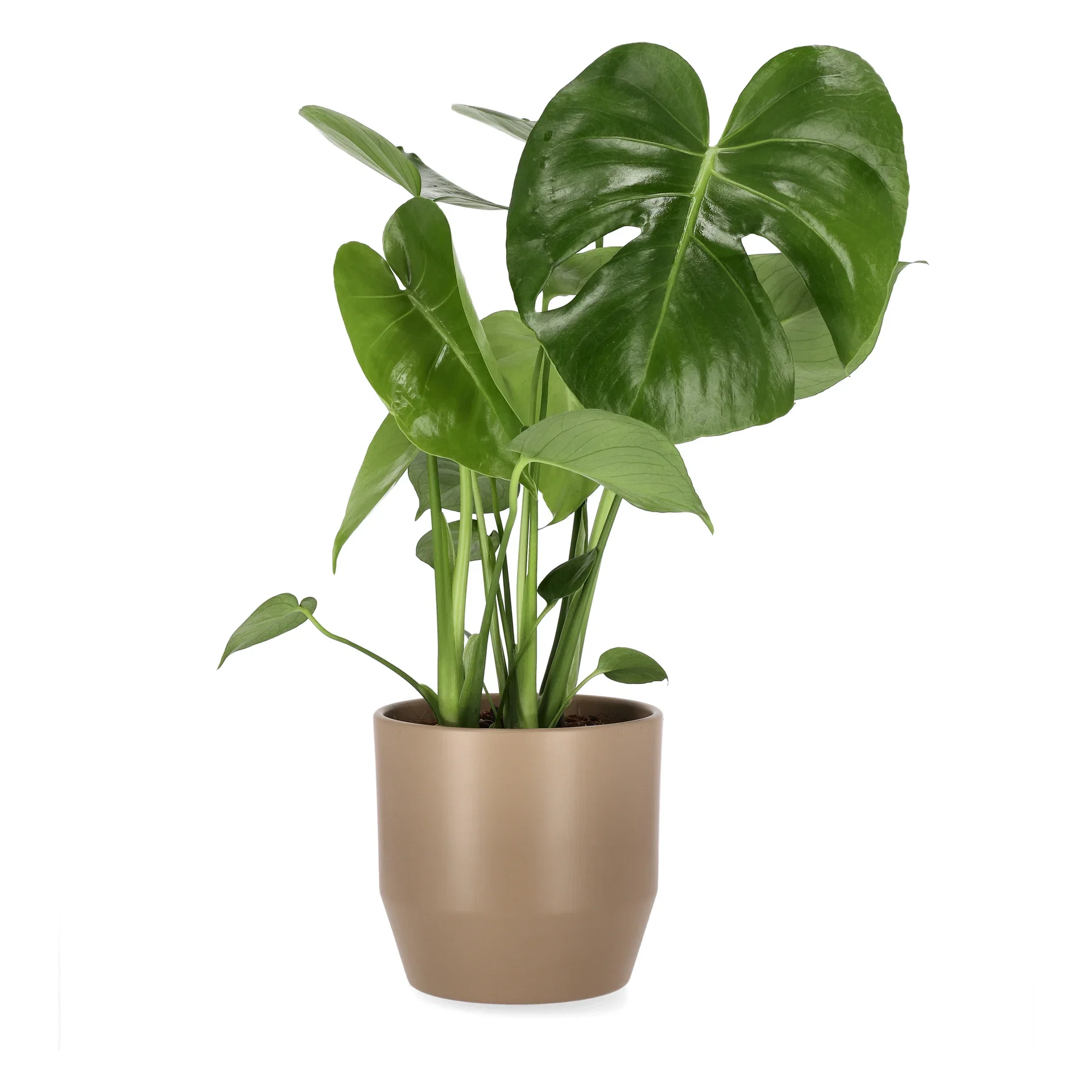 Monstera deliciosa Monstera Høyde 55 cm