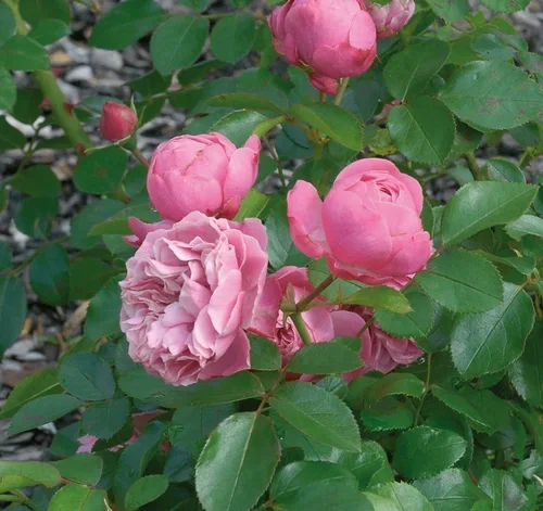 Rosa (Floribunda Group) LEONARDO DA VINCI ('Meideauri') Klaserose LEONARDO DA VINCI Ø21 cm