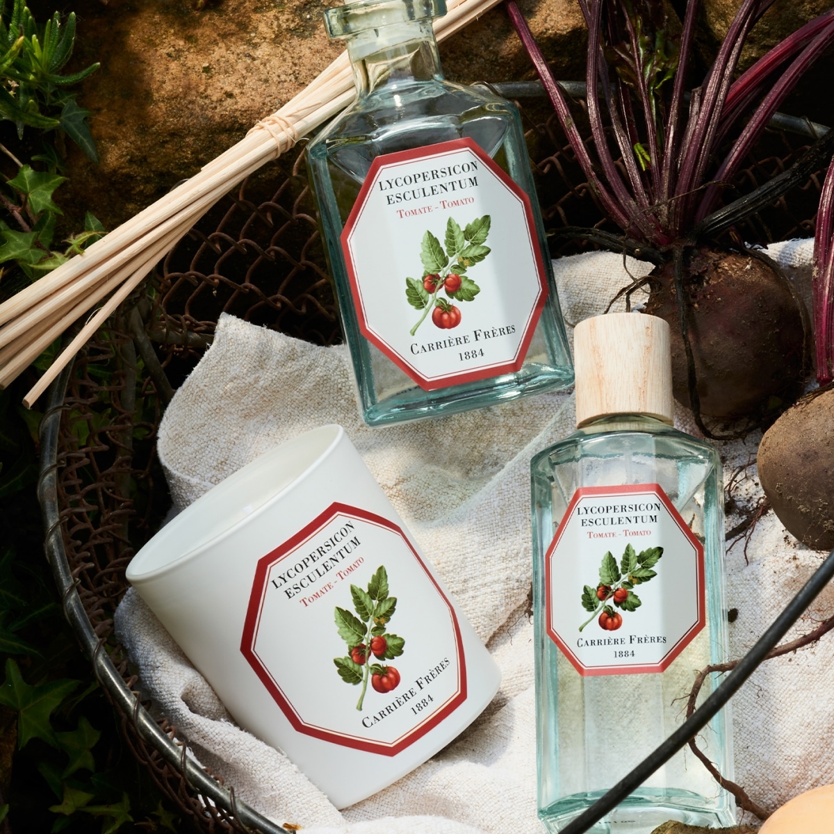 CARRIÈRE FRÈRES Tomate - Lycopersicon Esculentum Diffuseur de Parfum