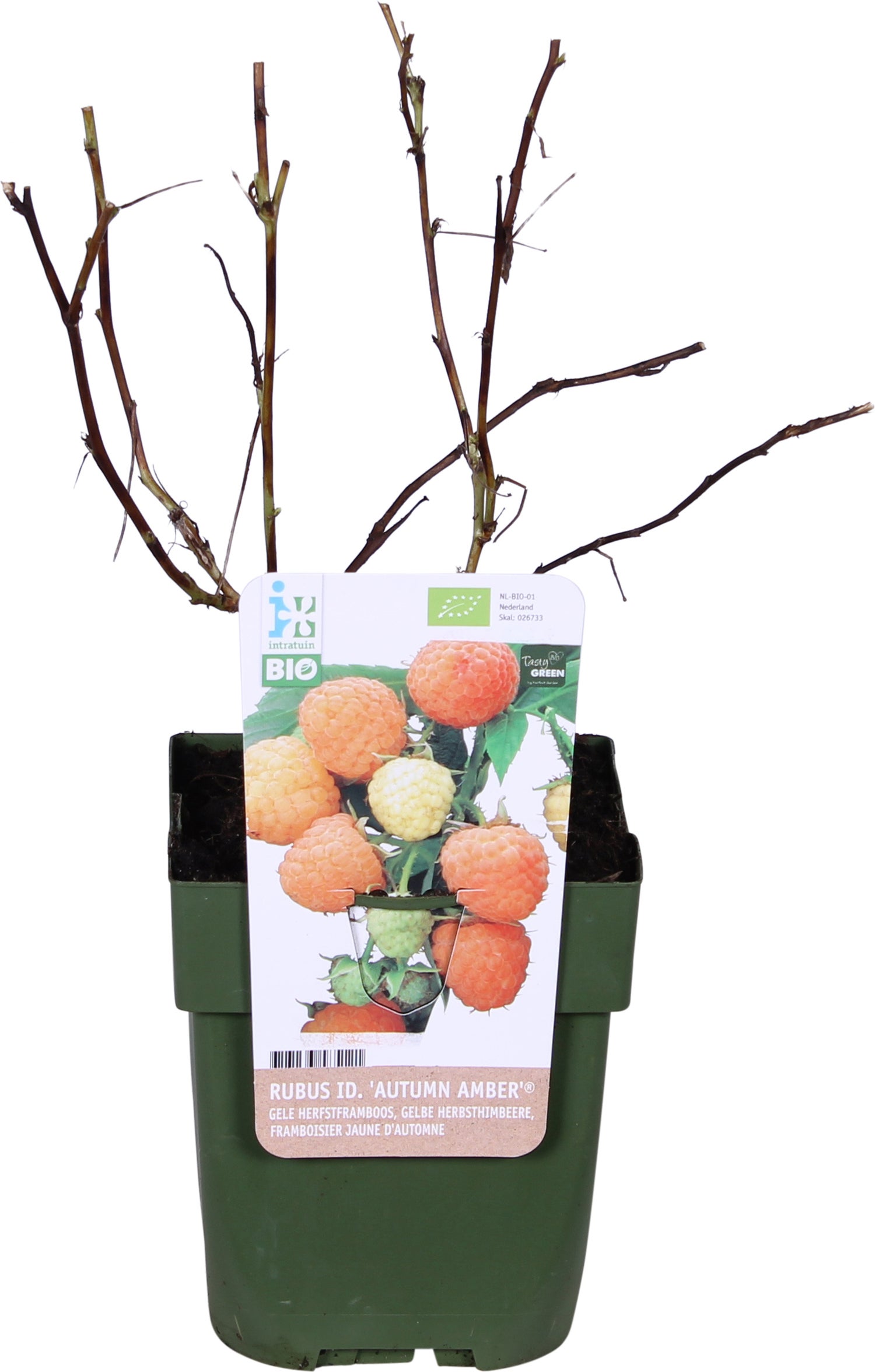 Biologische Gele herfstframboos (Rubus idaeus 'Autumn Amber®') D 13 H 40 cm