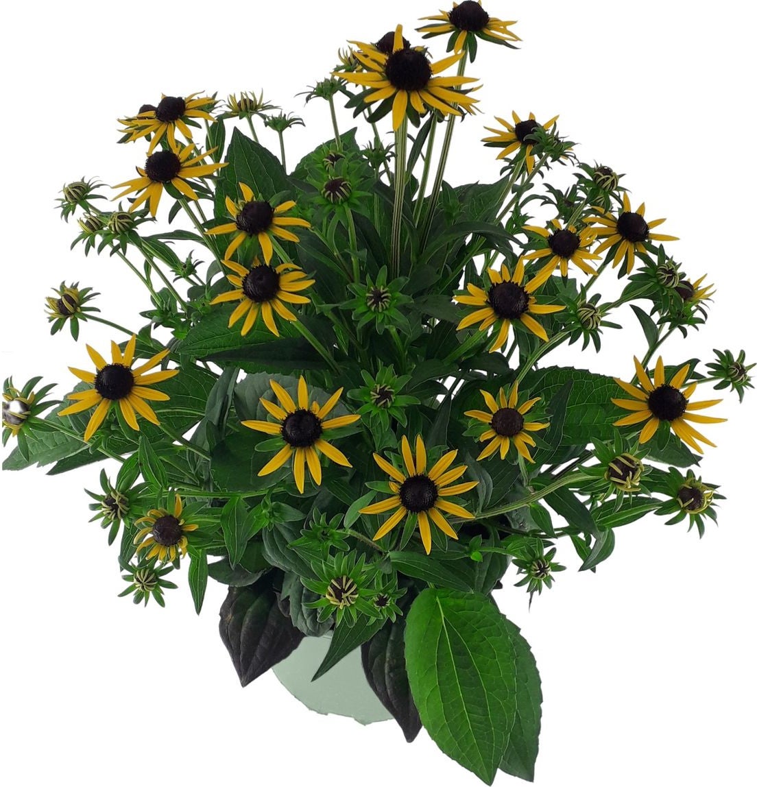 Zonnehoed (Rudbeckia fulgare 'Little Goldstar') D 17 H 35 cm