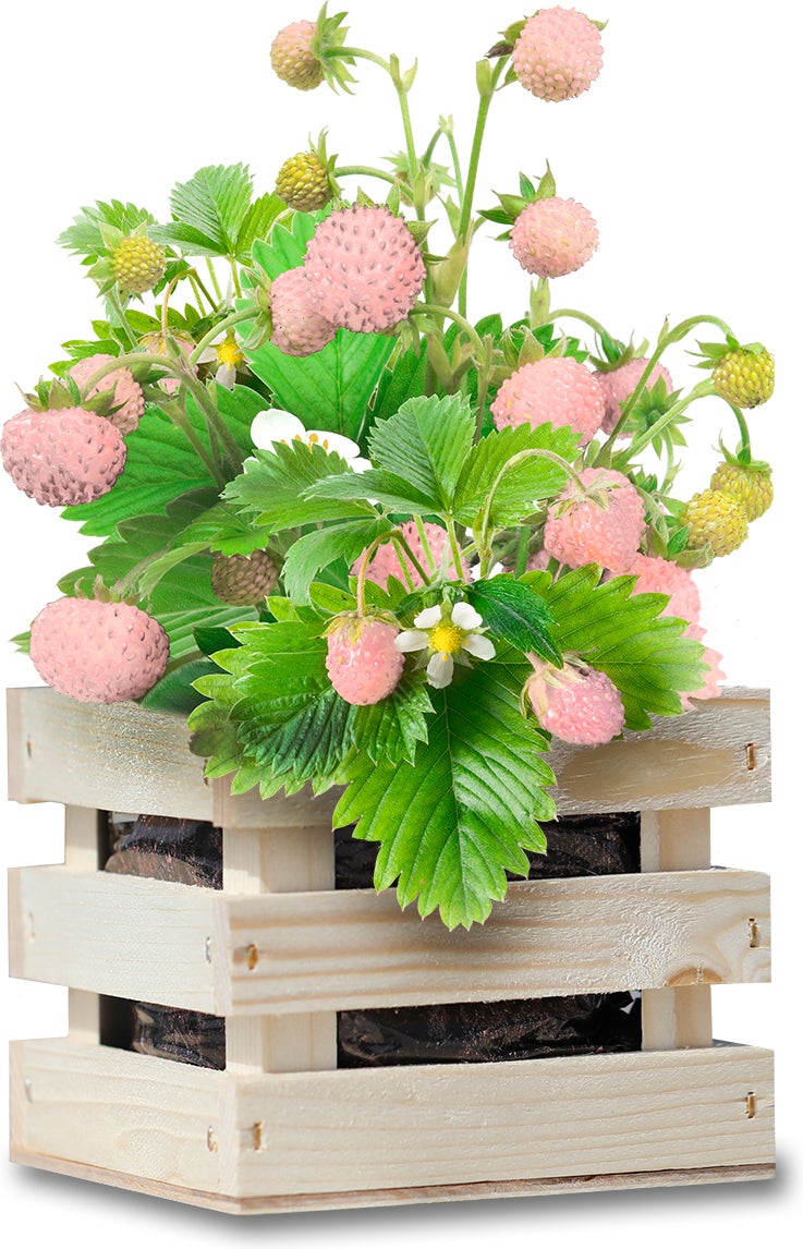 Baza Seeds Garden box kweekset Aardbei (Fragaria vesca) wit 10 x 11 x 12 cm