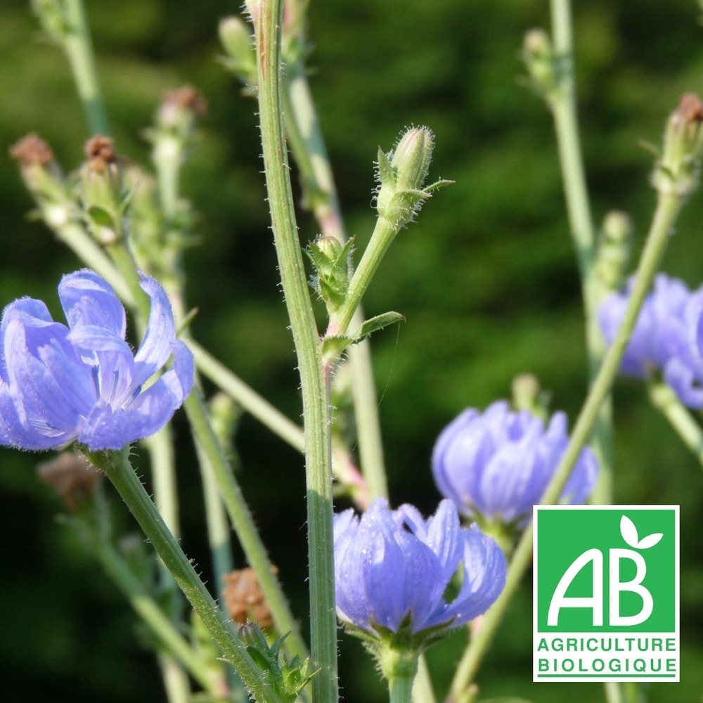 Chicorée sauvage bio/cichorium intybus[-]lot de 9 godets