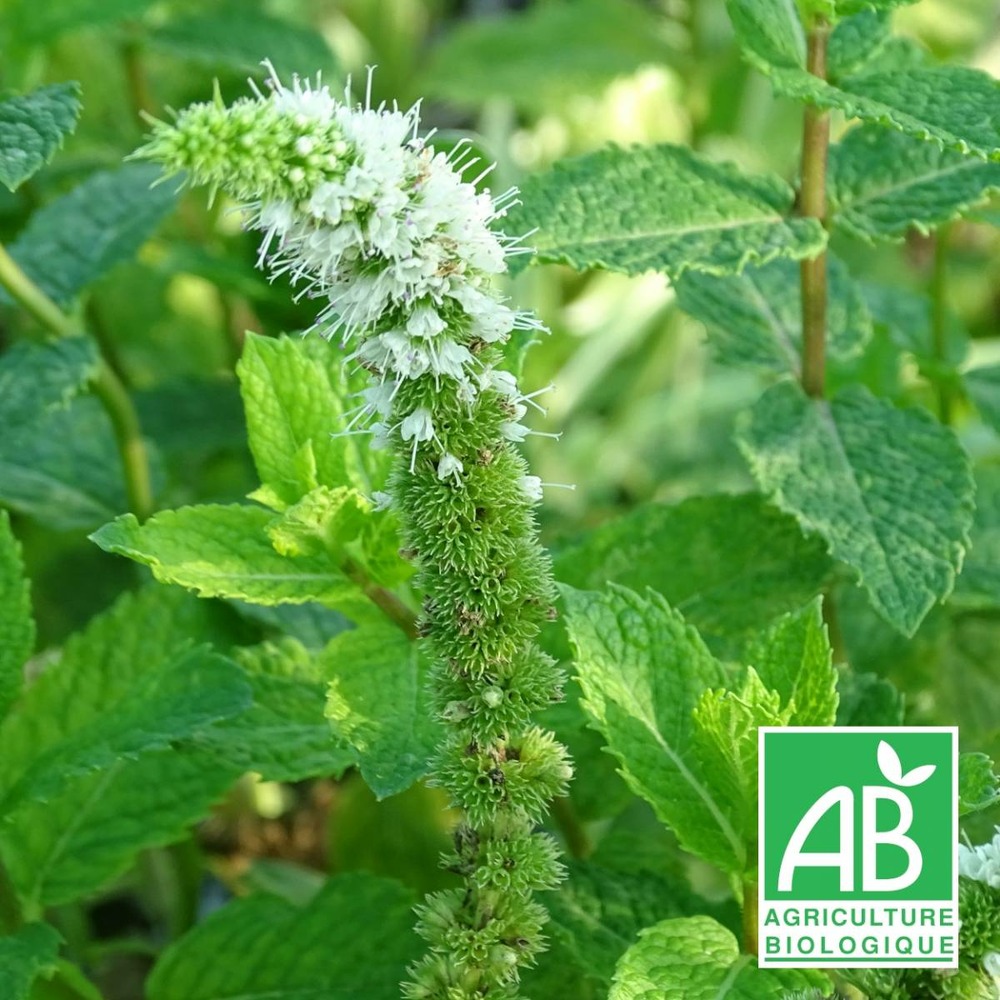 Menthe espagnole bio/mentha spicata spanish[-]lot de 9 godets