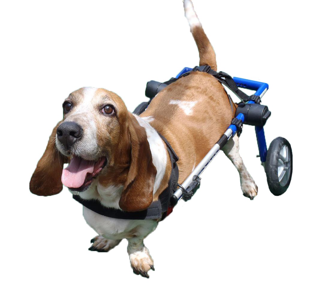 Cadeira de rodas rosa para cães de 4 a 11 kg com ajuste automático.