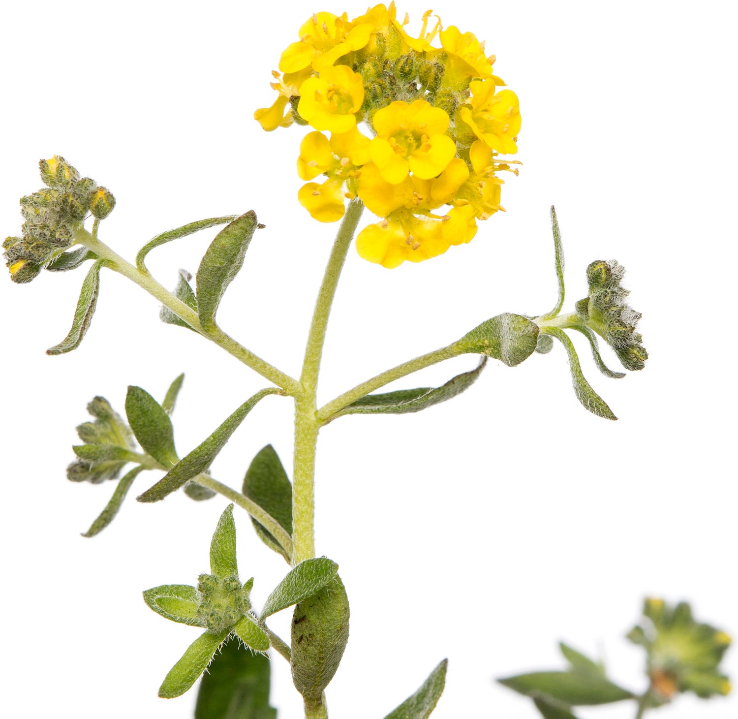 Schildzaad (Alyssum montanum) D 9 H 15 cm
