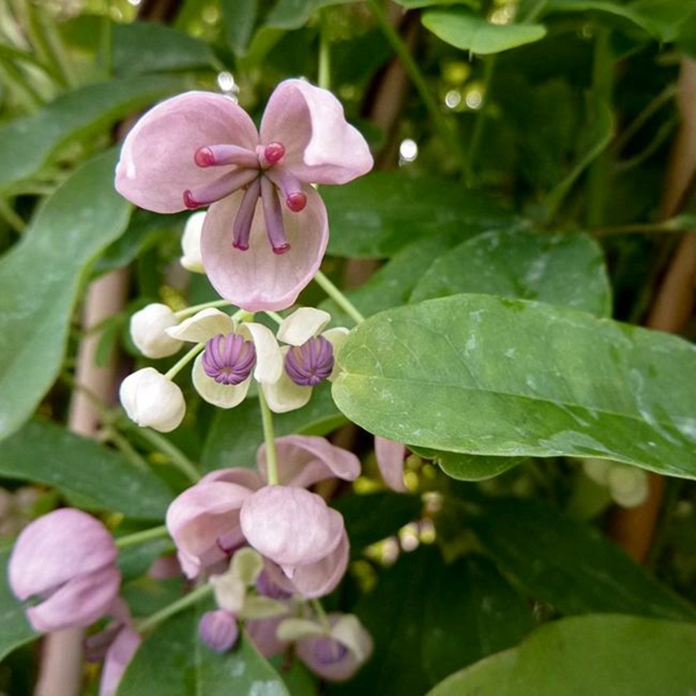 Akébie 'cream form' - akebia quinata 3l
