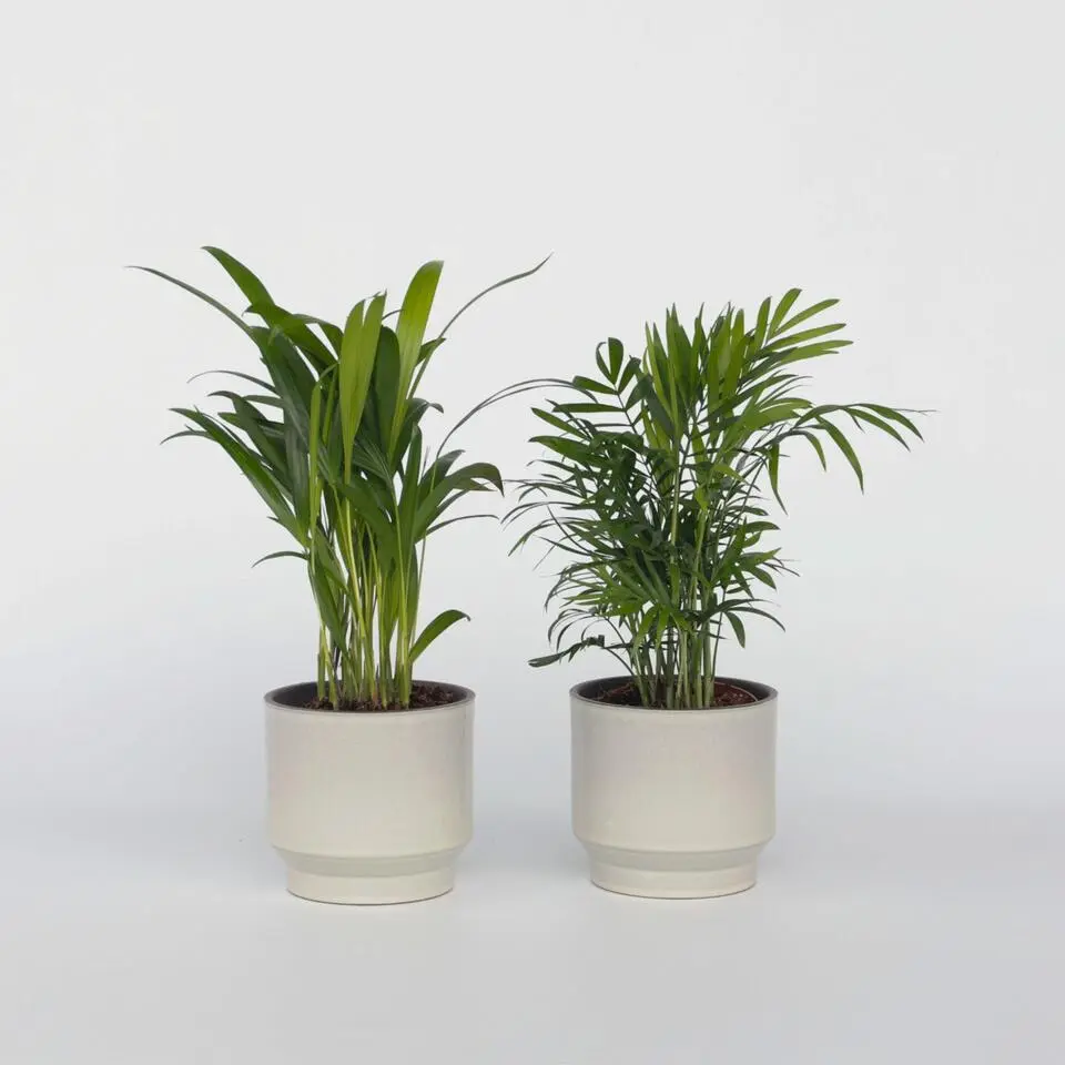 Kleine kamerpalmen - Set van 2 - Dypsis, Chamaedorea - Hoogte 25-40cm - ⌀12cm