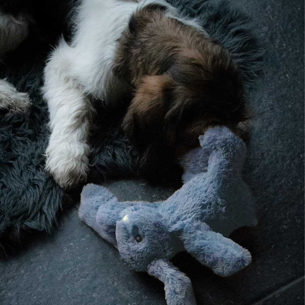 Cozy Dog Bunny