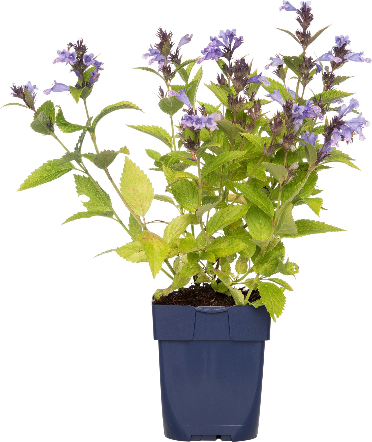 Kattenkruid (Nepeta subsessilis) D 9 H 15 cm
