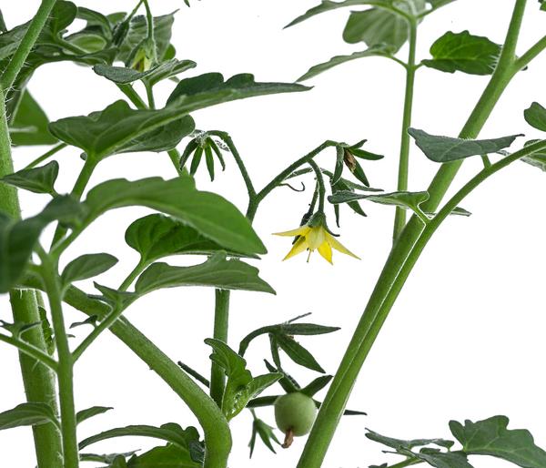 Johannisbeertomate 'Tomberry® Red'