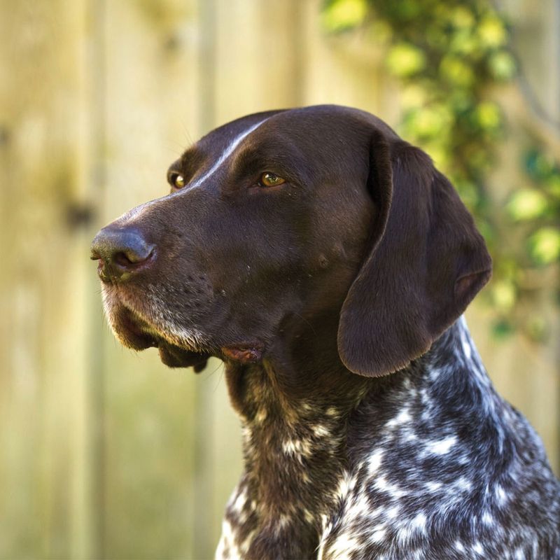Happy Dog NaturCroq XXL