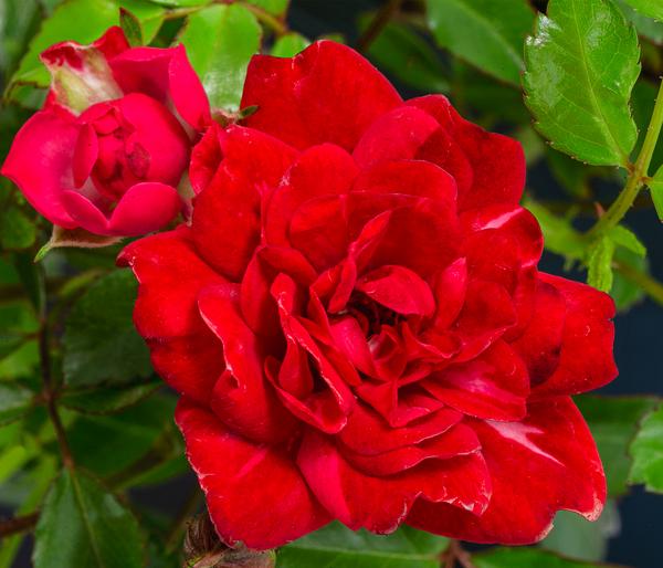 Bodendeckerrose 'Fairy King®', rot