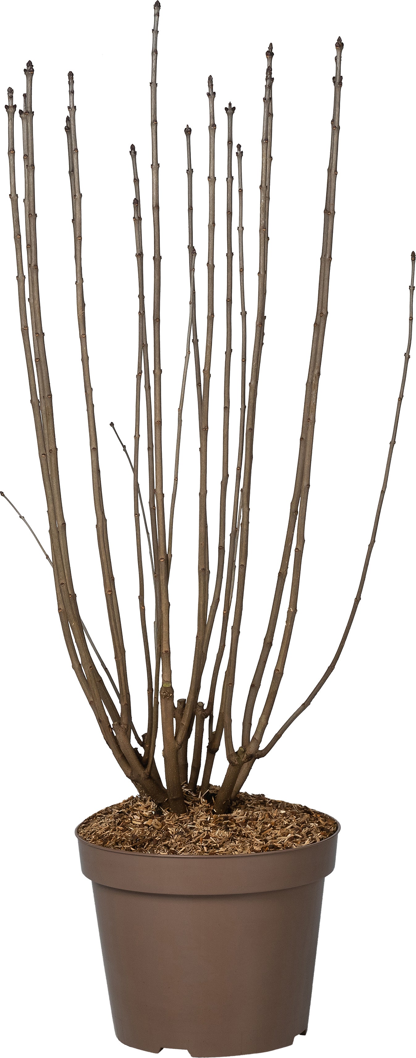 Sering (Syringa vulgaris 'Charles Joly') D 32 H 100 cm