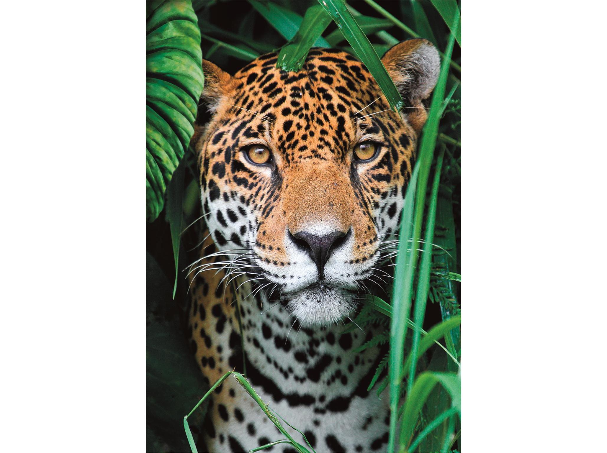 PUZZLE JAGUAR CLEMENTONI 500 PEÇAS