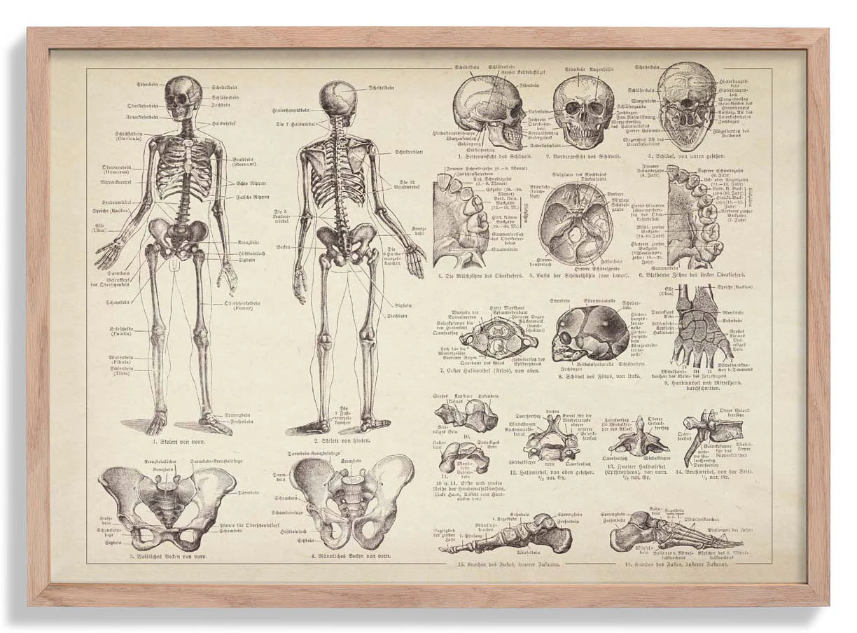 Anatomie des menschlichen Skeletts