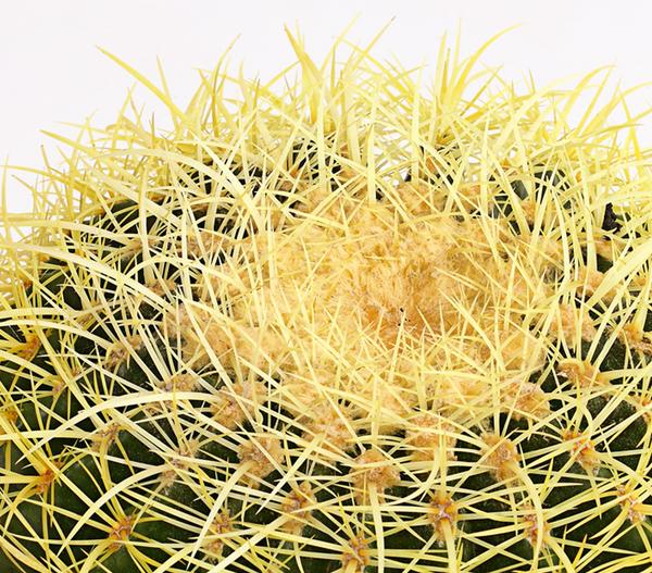 Schwiegermuttersitz - Echinocactus grusonii