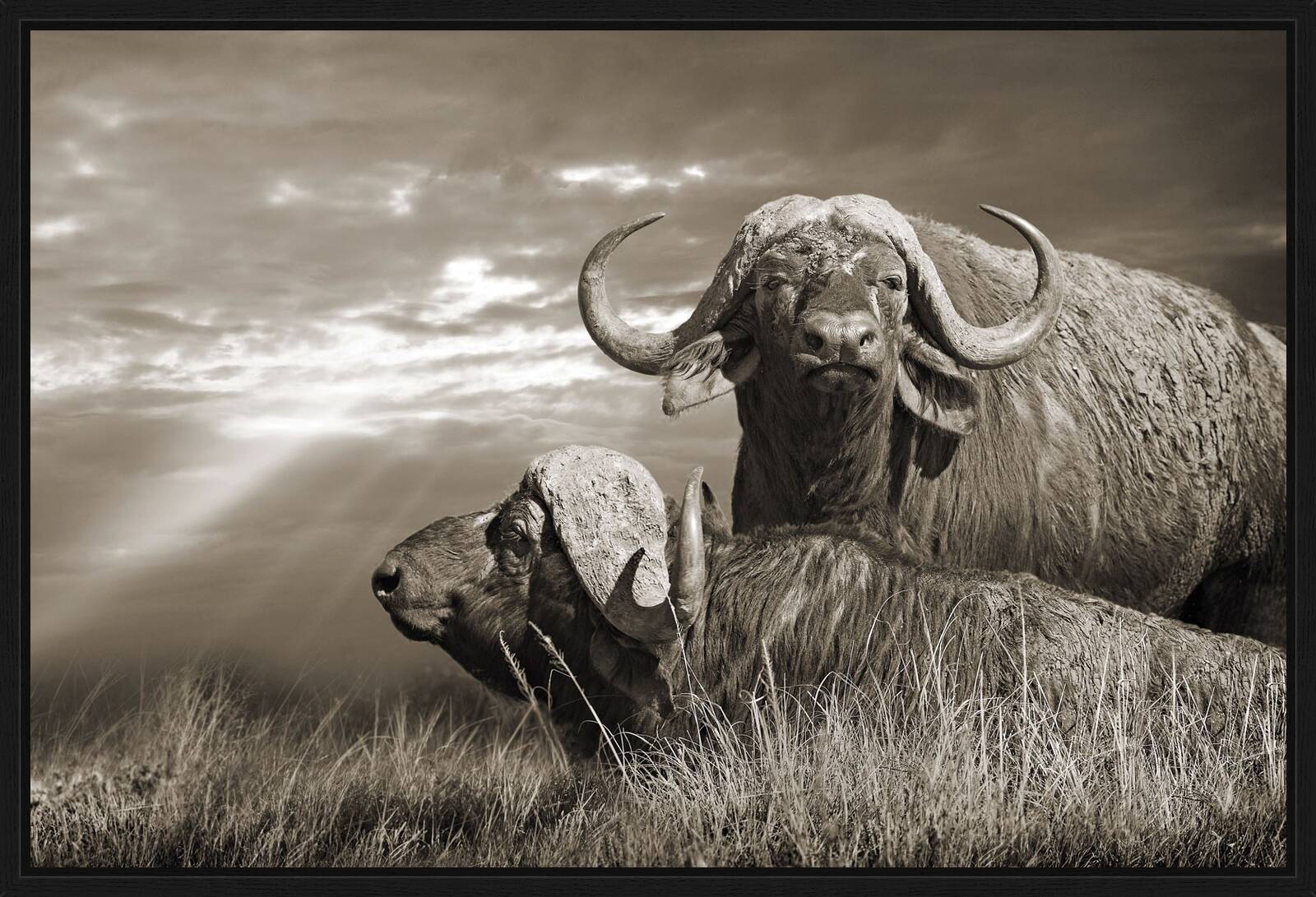 Serengeti Buffaloes, Tanzania by Horst Klemm - Limited Edition. Edition of: 100. Signed.