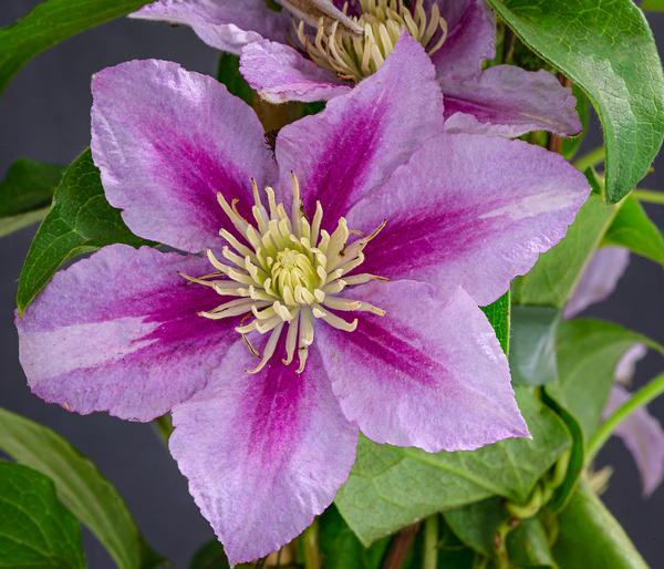 Waldrebe - Clematis