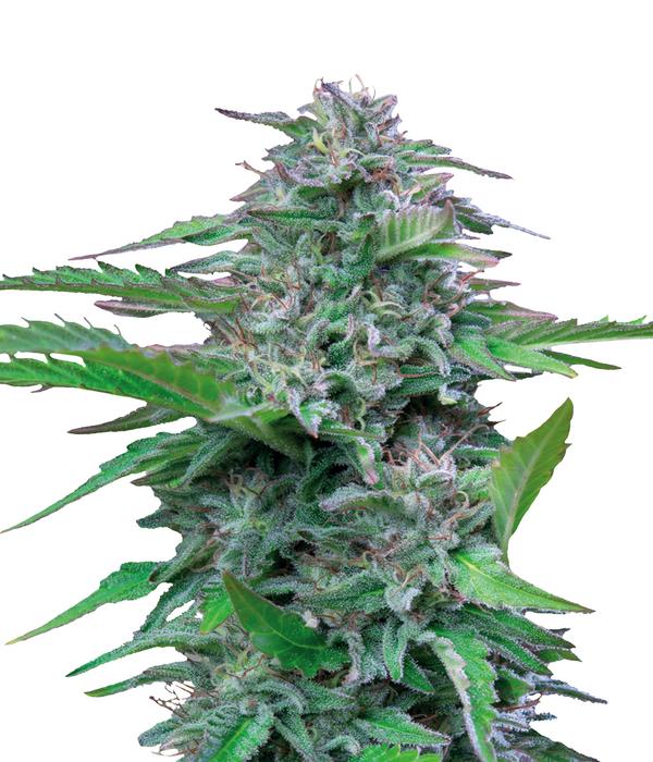 Bud Voyage Hanfsamen Medi-Rest Critical, 3