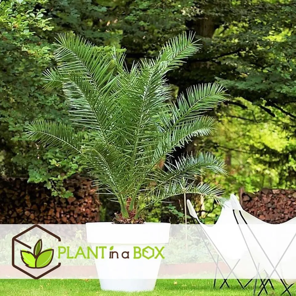 Canarische Dadelpalm - Phoenix canariensis - Hoogte 80-100cm - ⌀19cm