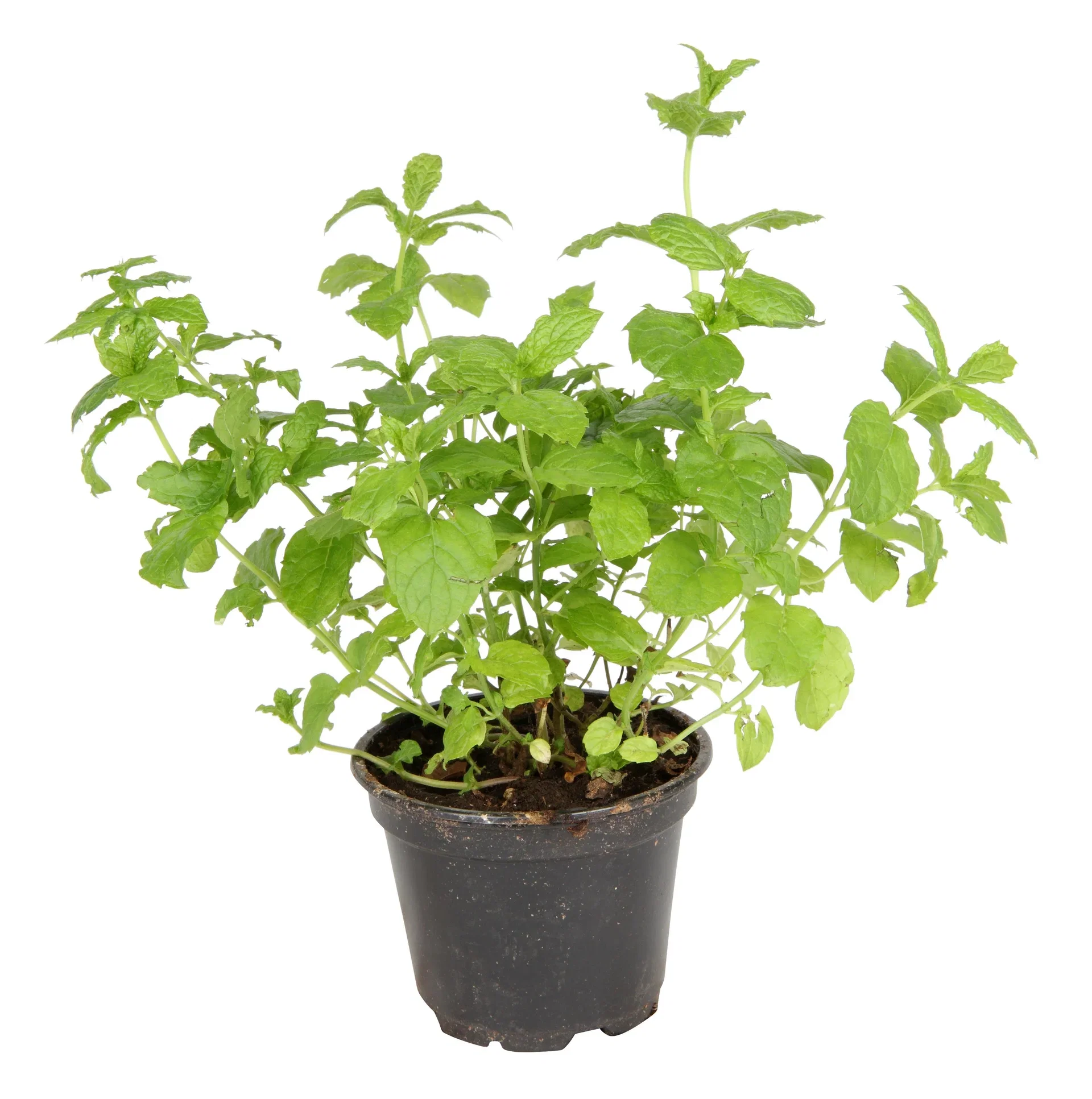 Mentha x villosa 'Moroccan' Mynte 'Moroccan' Ø17 cm