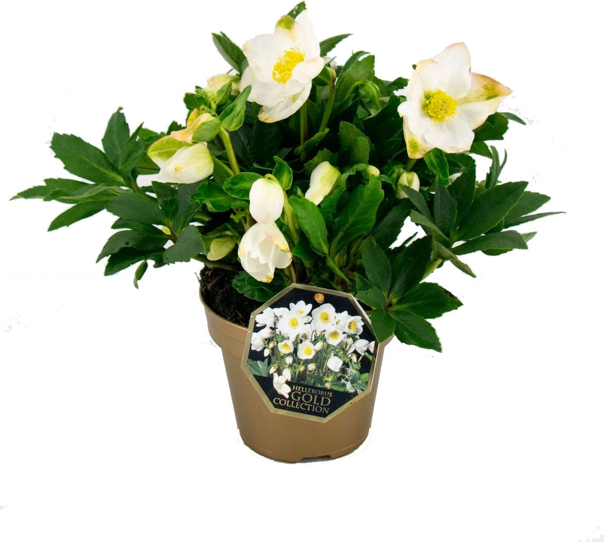 Kerstroos (Helleborus niger (HGC) 'Diva') D 15 H 35 cm