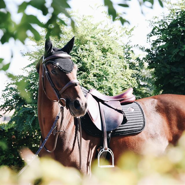 Zadeldek Kentucky Pearls Springen Grijs