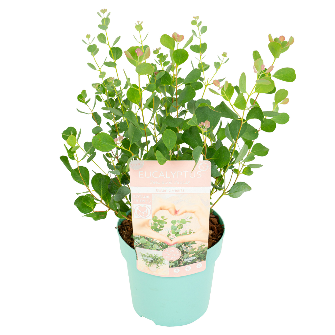 Eucalyptus botanic hearts - plante de jardin - pot 19cm - hauteur 40-50cm