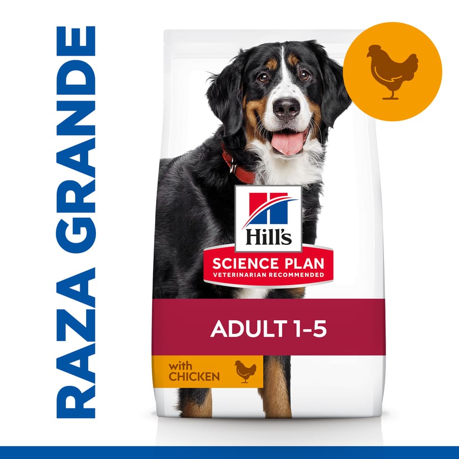 Ração Hill's Science Plan para cães adultos de porte grande com sabor de frango
