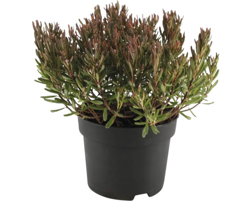 Lavendelheide 'Blue Ice' Andromeda polifolia 'Blue Ice' H 20-30 Co 2 L