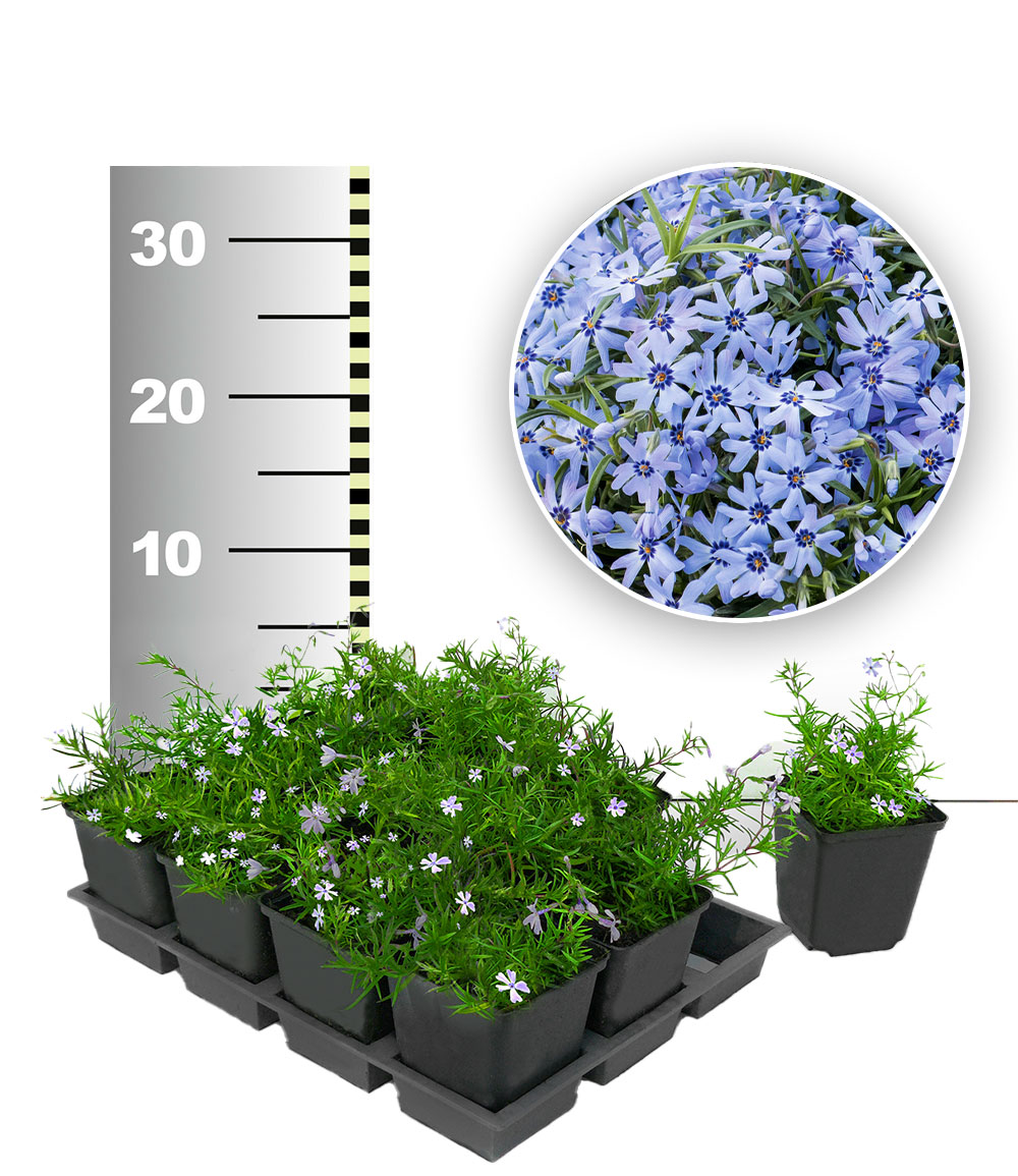 Blauer Teppich-Phlox 50 Stk.